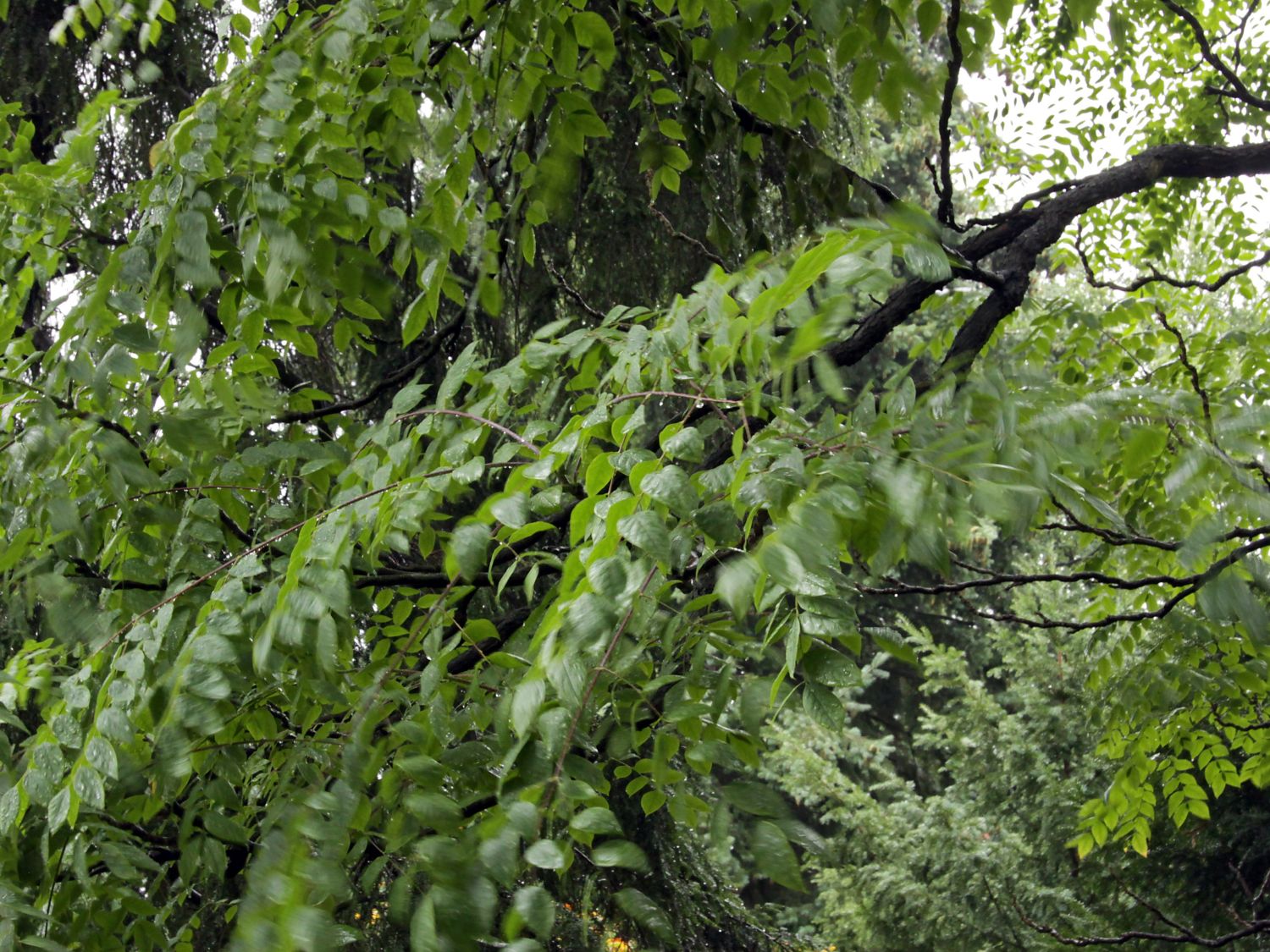 Geweihbäume (Gymnocladus)