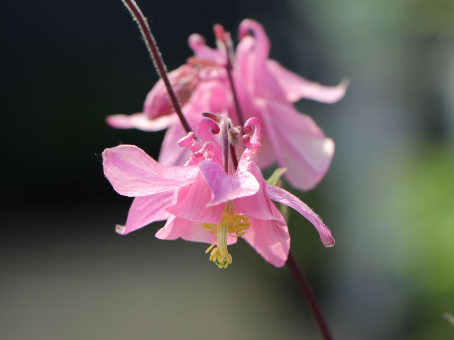 Gewöhnliche Akelei 'Heidi'