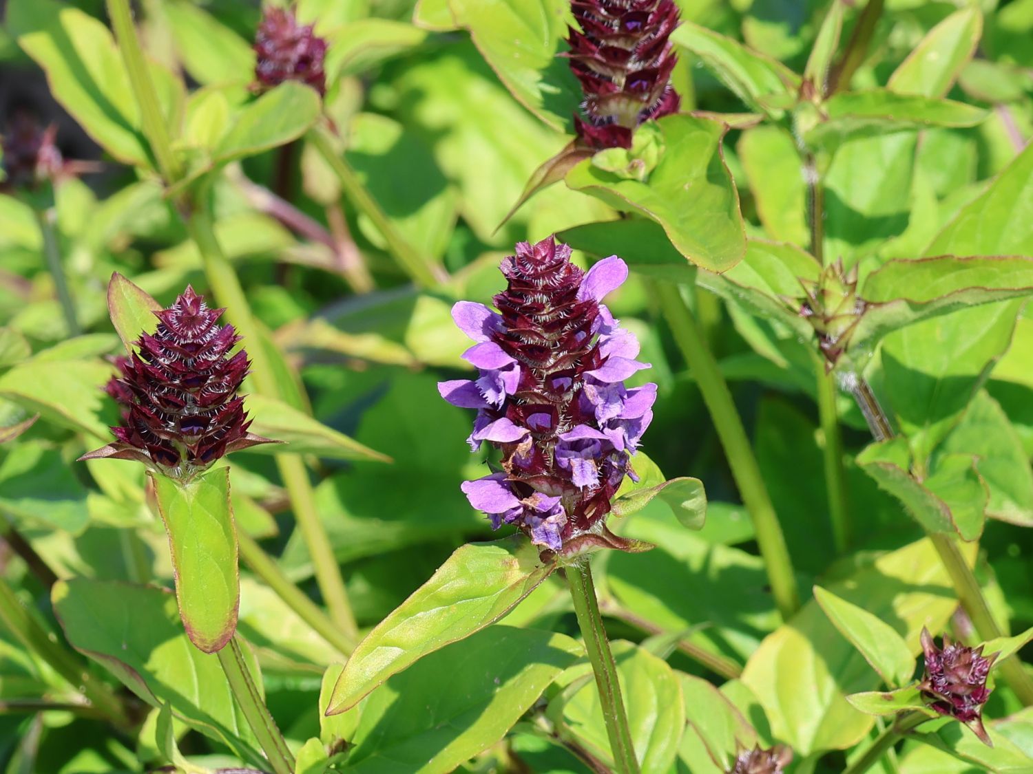 Gewöhnliche Braunelle - Prunella vulgaris