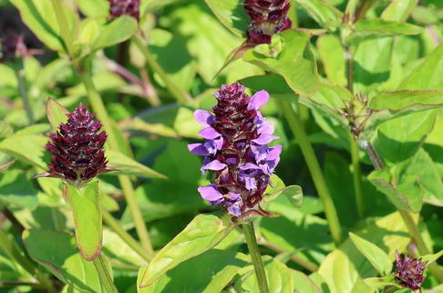 Gewöhnliche Braunelle - Prunella vulgaris