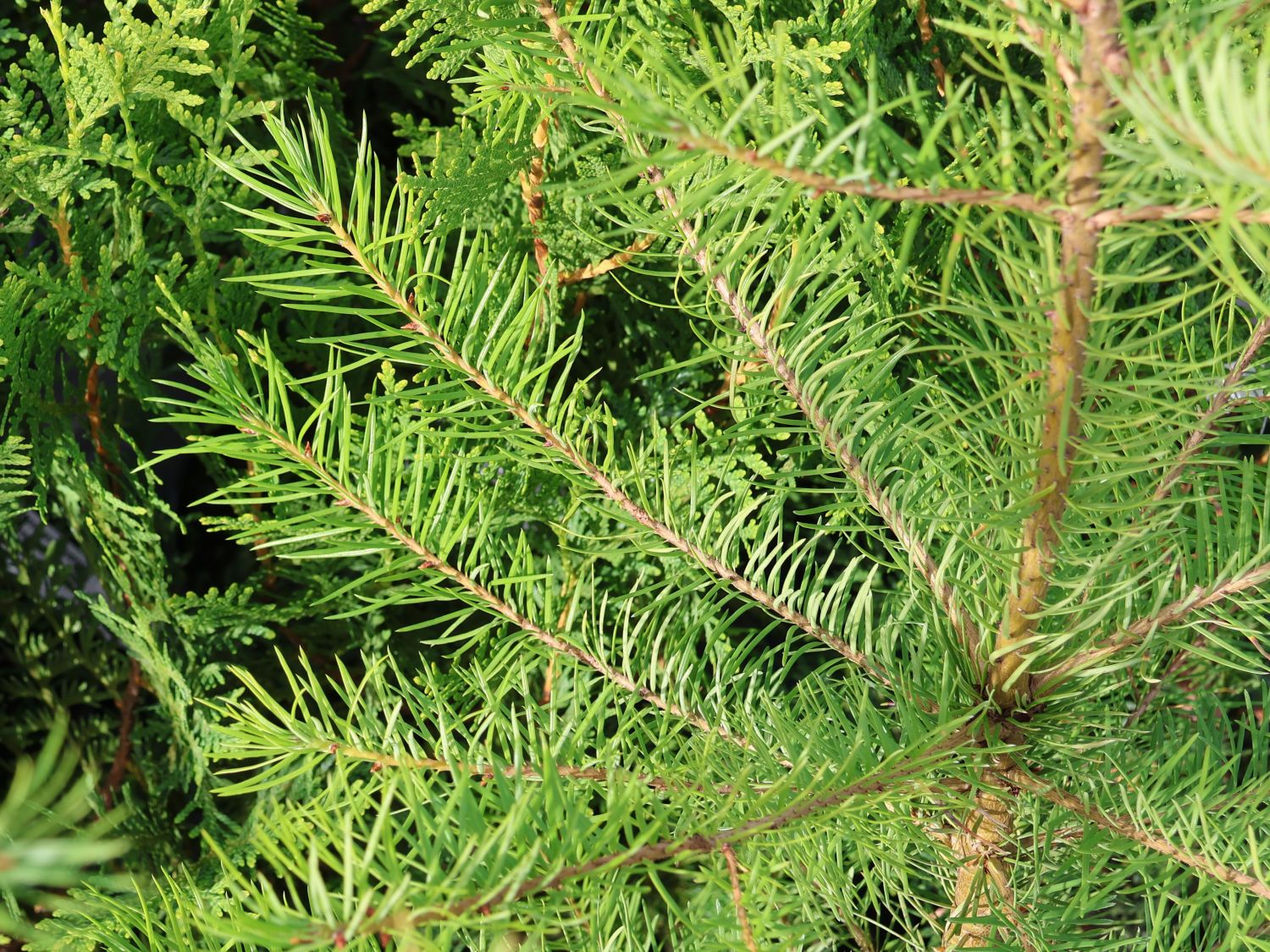 Gewöhnliche Douglasfichte