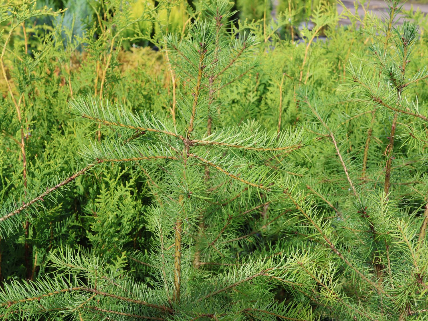 Gewöhnliche Douglasfichte - Pseudotsuga menziesii