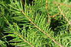 Gewöhnliche Douglasfichte - Pseudotsuga menziesii