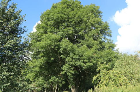 Gewöhnliche Esche / Gemeine Esche / Hohe Esche - Fraxinus excelsior