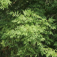 Gewöhnliche Esche / Gemeine Esche / Hohe Esche - Fraxinus excelsior