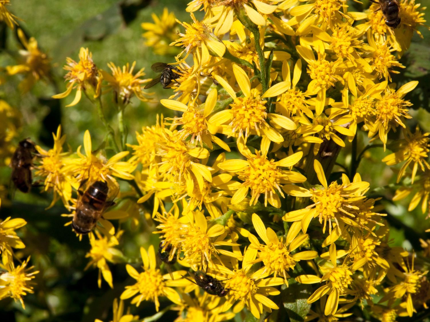 Gewöhnliche Goldrute