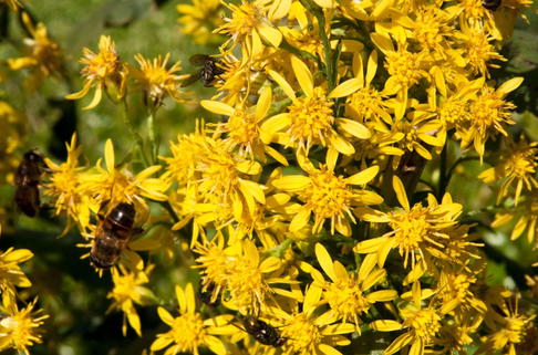 Gewöhnliche Goldrute - Solidago virgaurea subsp. virgaurea