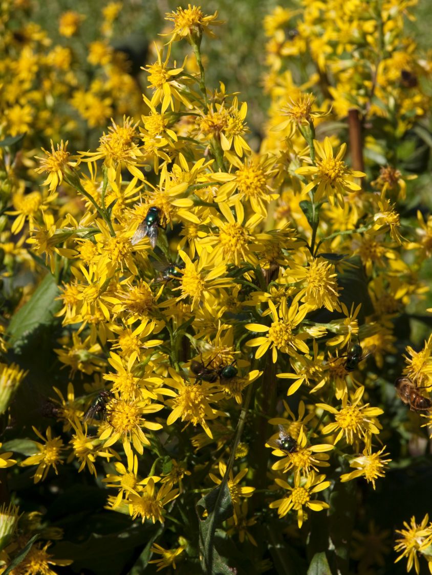 Gewöhnliche Goldrute - Solidago virgaurea subsp. virgaurea