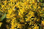 Gewöhnliche Goldrute - Solidago virgaurea subsp. virgaurea