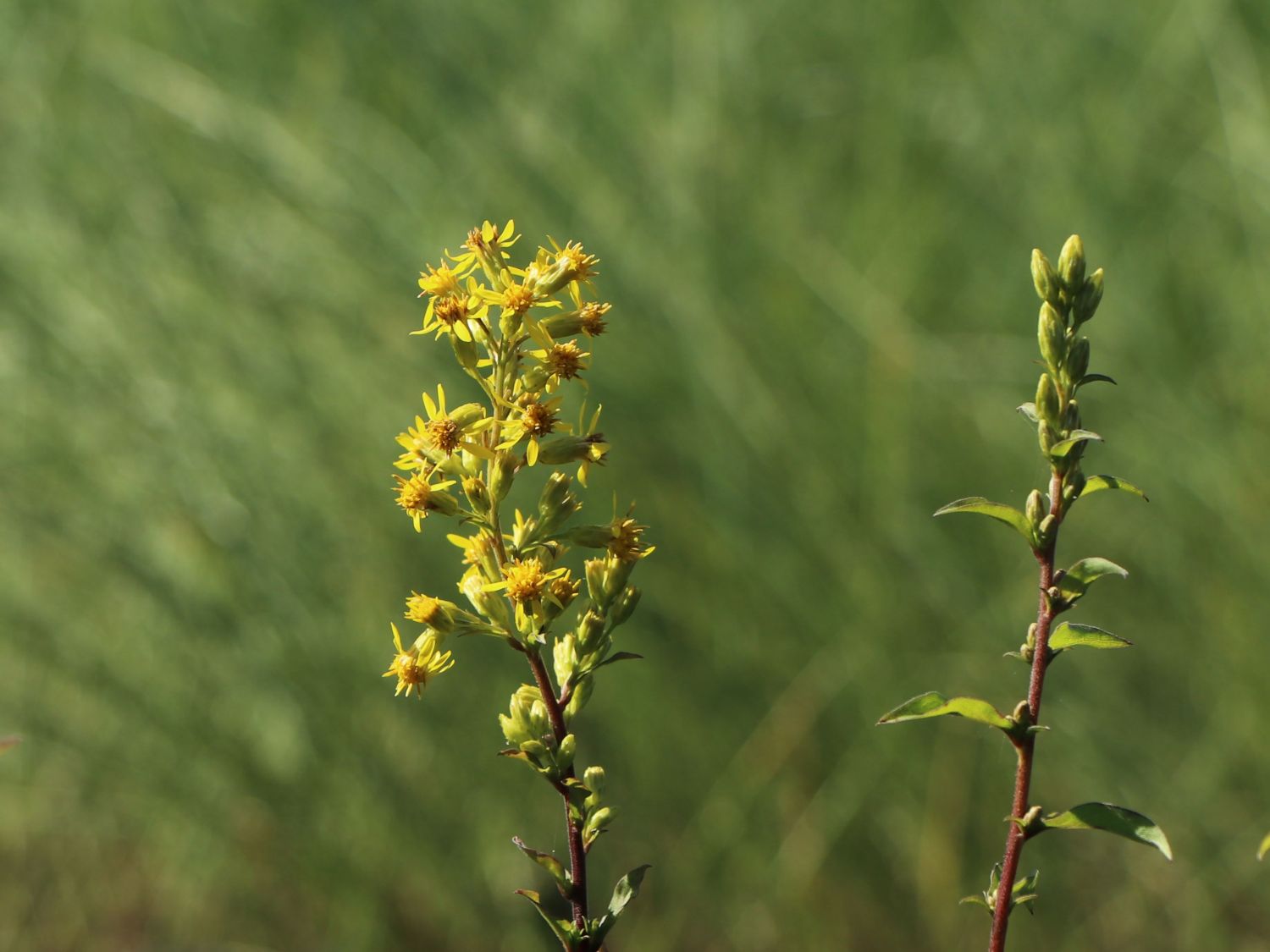 Gewöhnliche Goldrute - Solidago virgaurea subsp. virgaurea