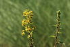 Gewöhnliche Goldrute - Solidago virgaurea subsp. virgaurea