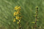 Gewöhnliche Goldrute - Solidago virgaurea subsp. virgaurea