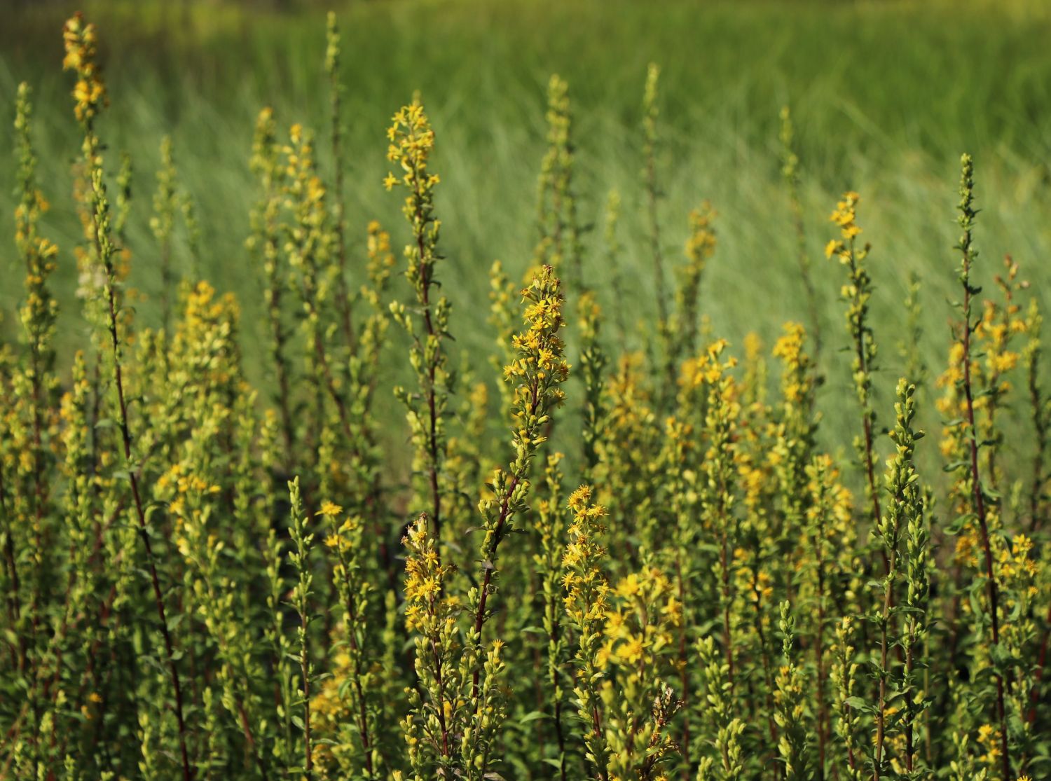 Gewöhnliche Goldrute - Solidago virgaurea subsp. virgaurea