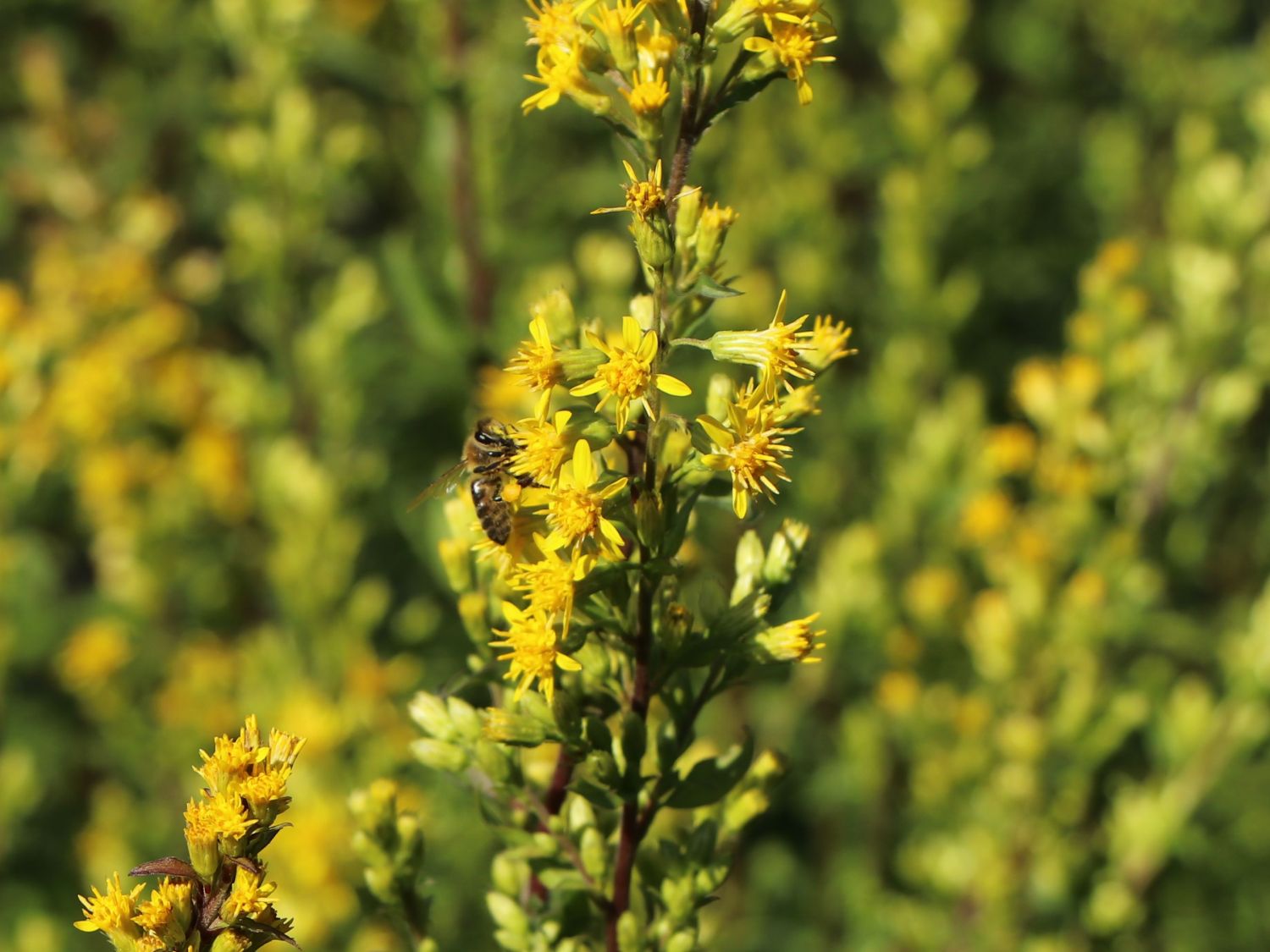 Gewöhnliche Goldrute - Solidago virgaurea subsp. virgaurea