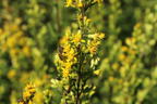 Gewöhnliche Goldrute - Solidago virgaurea subsp. virgaurea