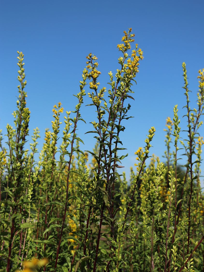 Gewöhnliche Goldrute - Solidago virgaurea subsp. virgaurea