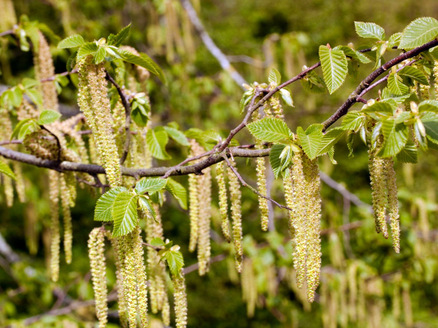 Hopfenbuchen (Ostrya)