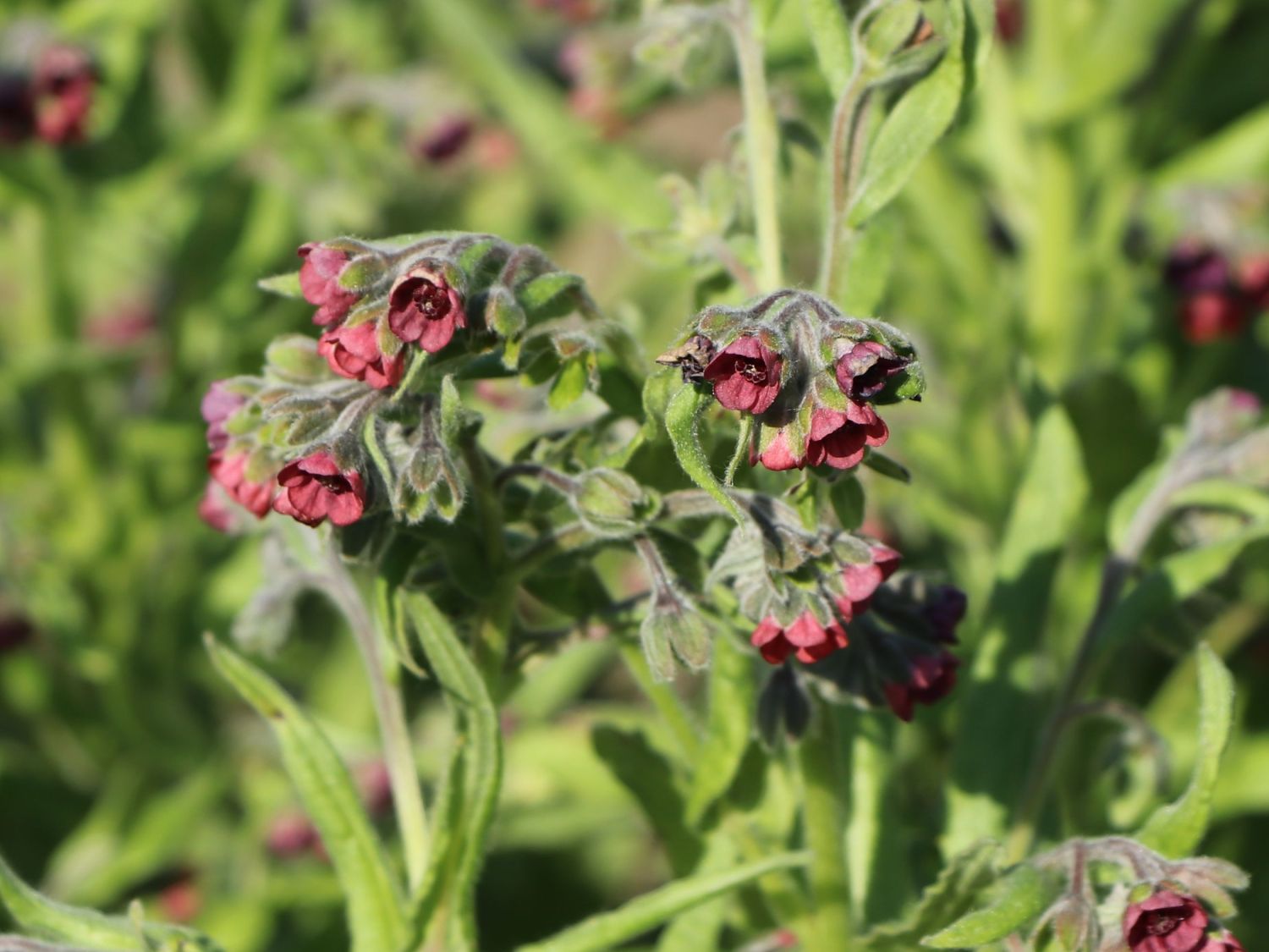 Hundszungen (Cynoglossum)