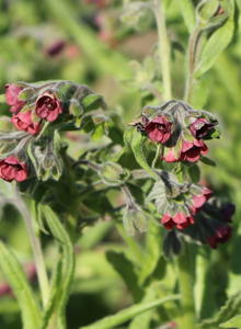 Hundszungen (Cynoglossum)