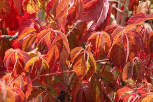 Gewöhnliche Jungfernrebe