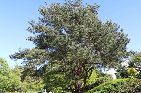 Gewöhnliche Kiefer / Wald-Kiefer / Föhre - Pinus sylvestris