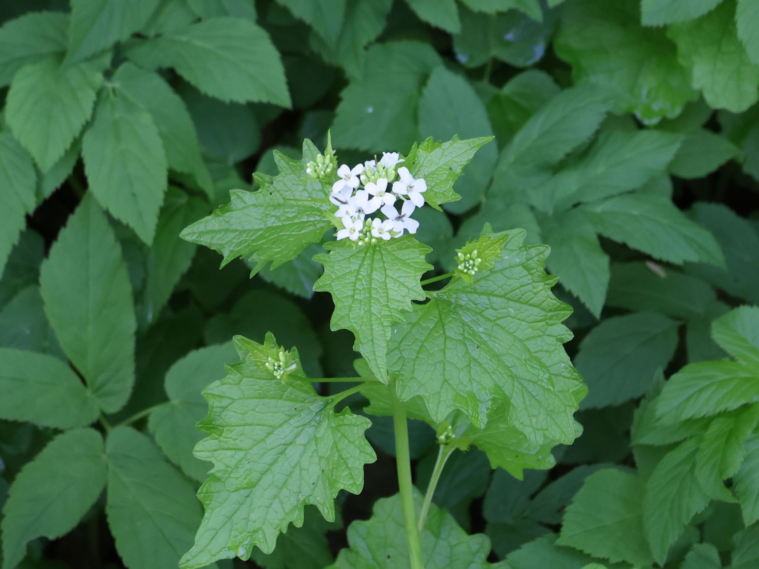 Gewöhnliche Knoblauchsrauke