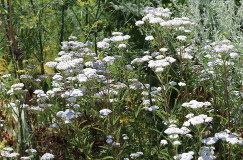Gewöhnliche Schafgarbe - Achillea millefolium