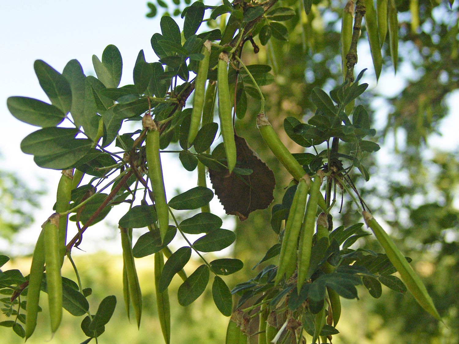 Erbsensträucher (Caragana)