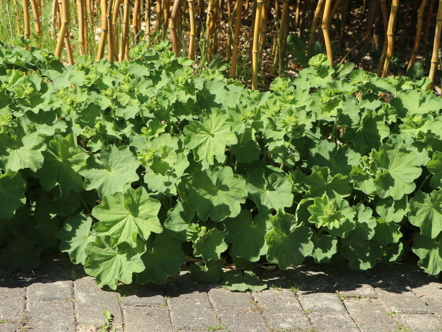 Gewöhnlicher Frauenmantel