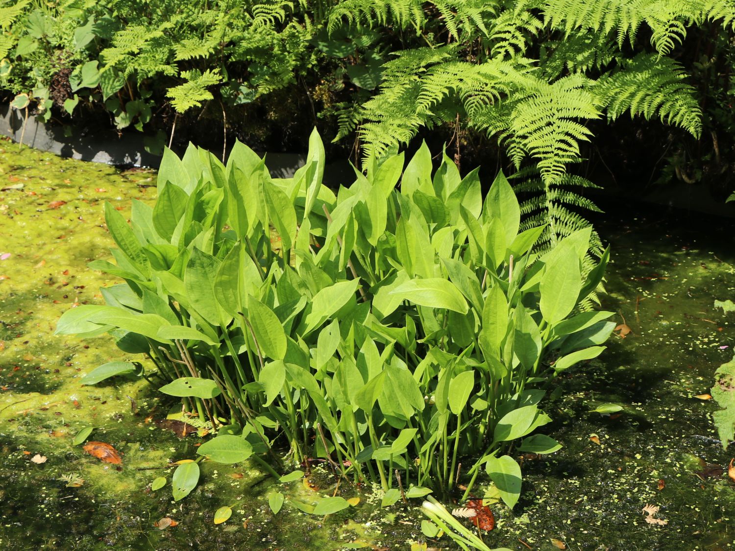 Froschlöffel (Alisma)