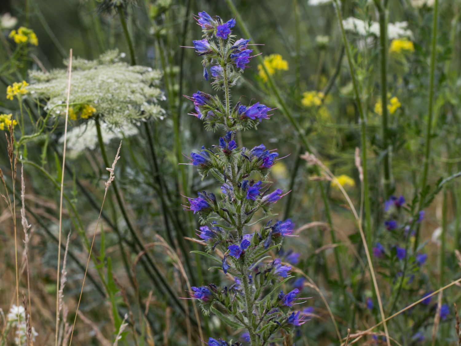 Gewöhnlicher Natternkopf - Echium vulgare