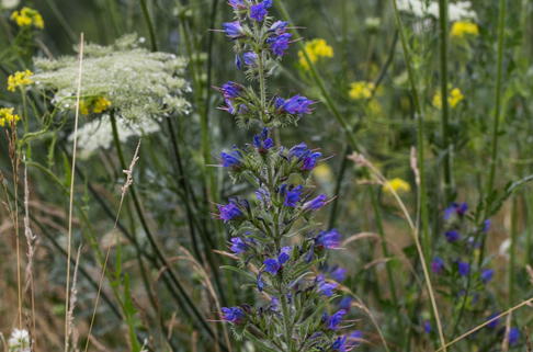 Gewöhnlicher Natternkopf - Echium vulgare