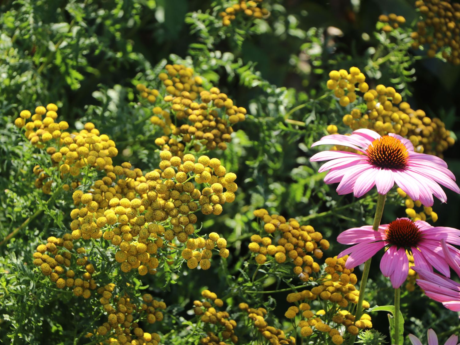 Gewöhnlicher Rainfarn