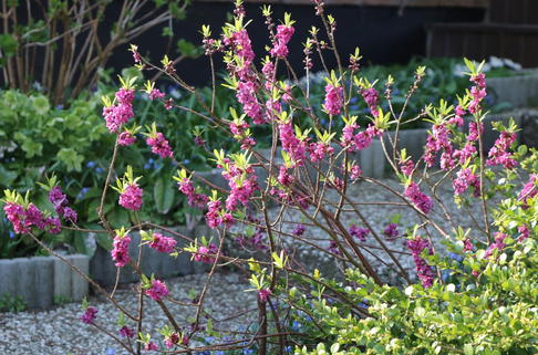 Gewöhnlicher Seidelbast - Daphne mezereum