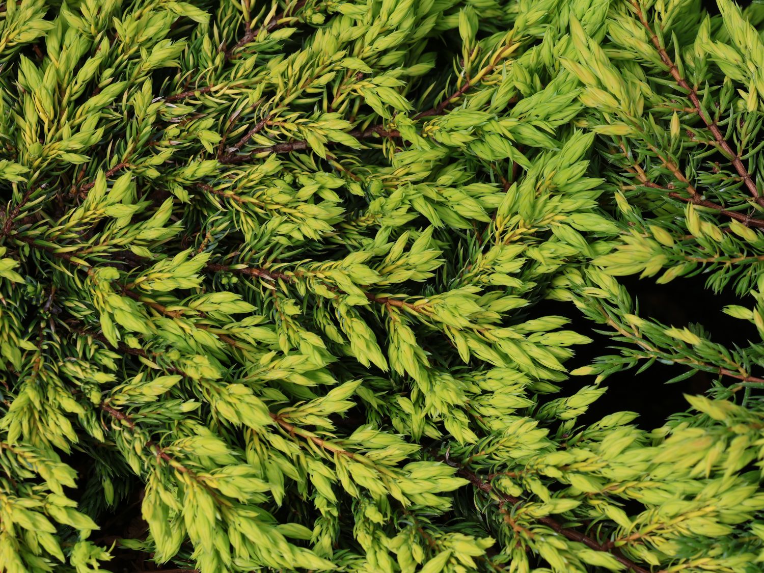 Gewöhnlicher Wacholder 'Goldschatz'