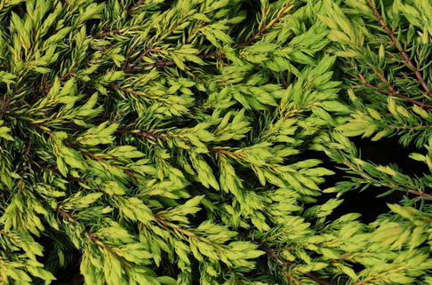 Gewöhnlicher Wacholder 'Goldschatz' - Juniperus communis 'Goldschatz'