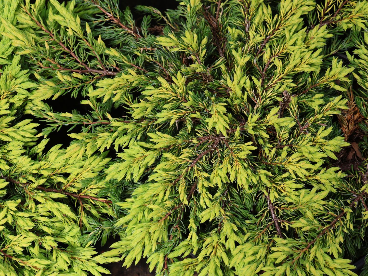 Gewöhnlicher Wacholder 'Goldschatz' - Juniperus communis 'Goldschatz'