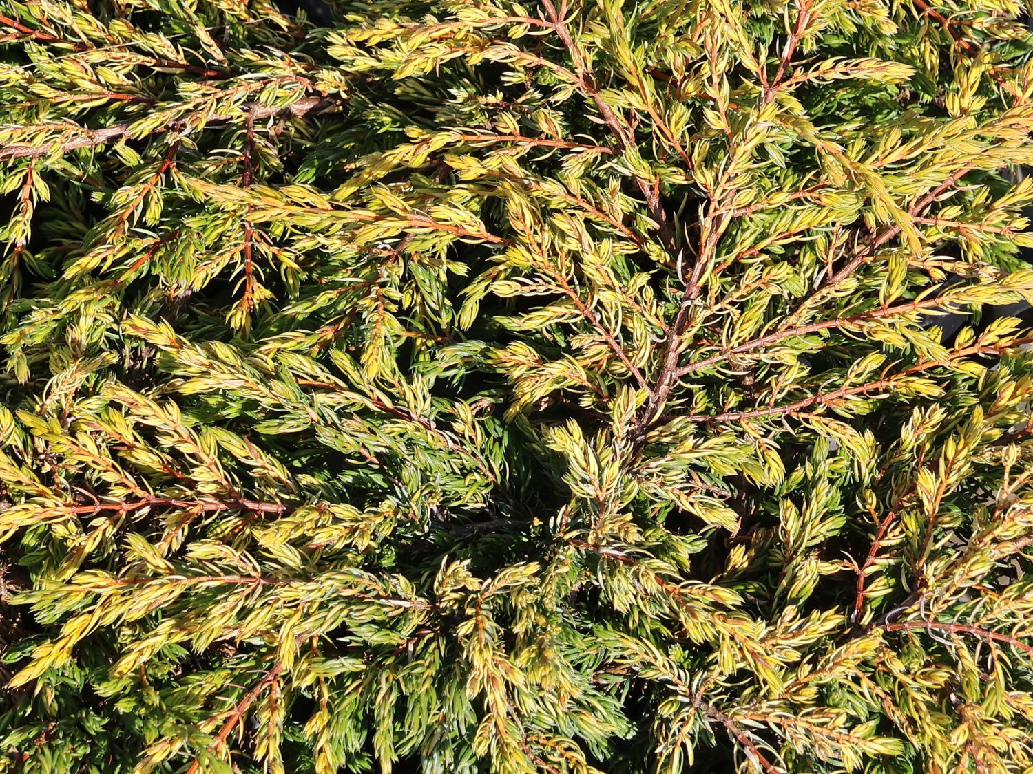 Gewöhnlicher Wacholder 'Goldschatz' - Juniperus communis 'Goldschatz'