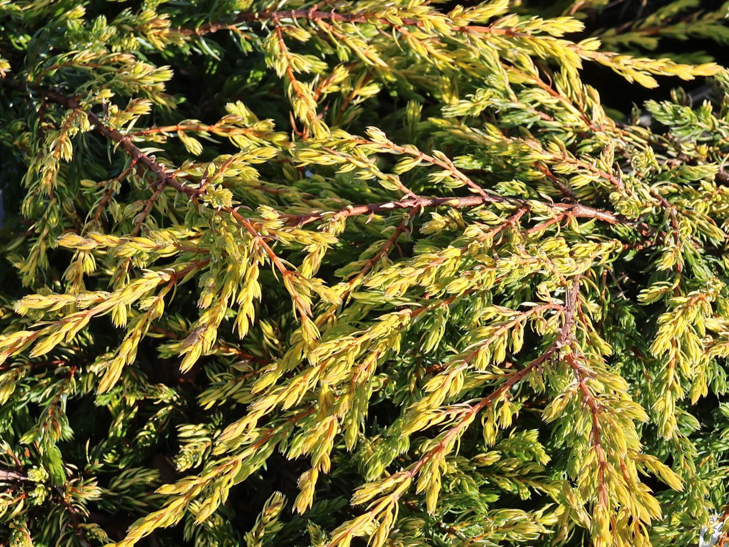 Gewöhnlicher Wacholder 'Goldschatz' - Juniperus communis 'Goldschatz'