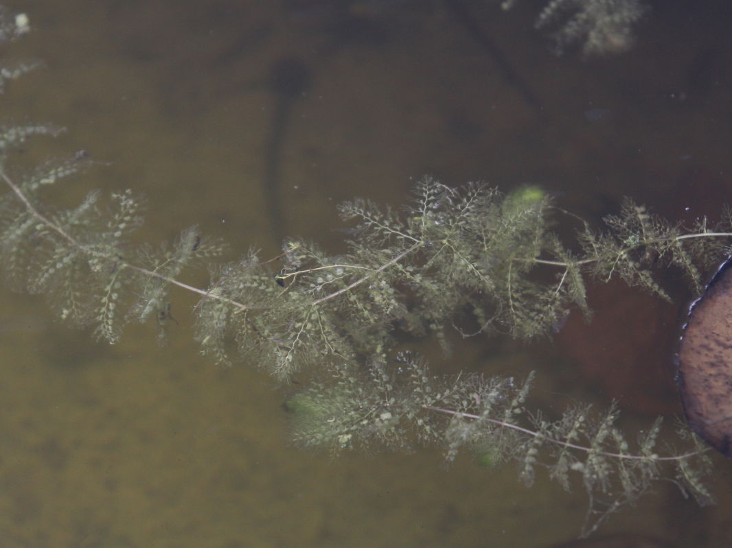 Wasserschlauchgewächse (Lentibulariaceae)