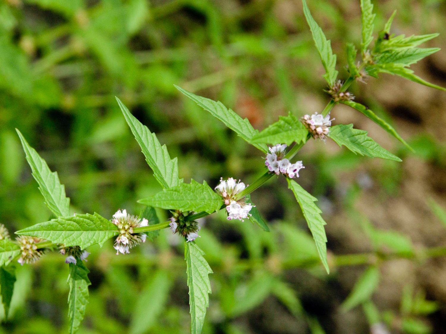 Wolfstrapp (Lycopus)