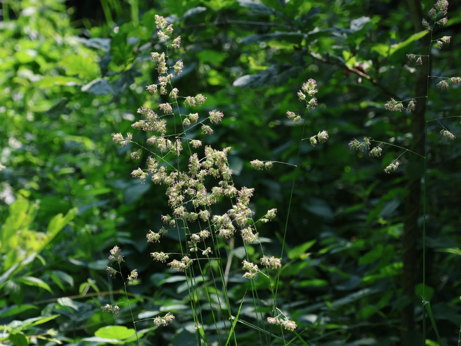 Knäuelgräser (Dactylis)