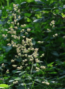 Knäuelgräser (Dactylis)