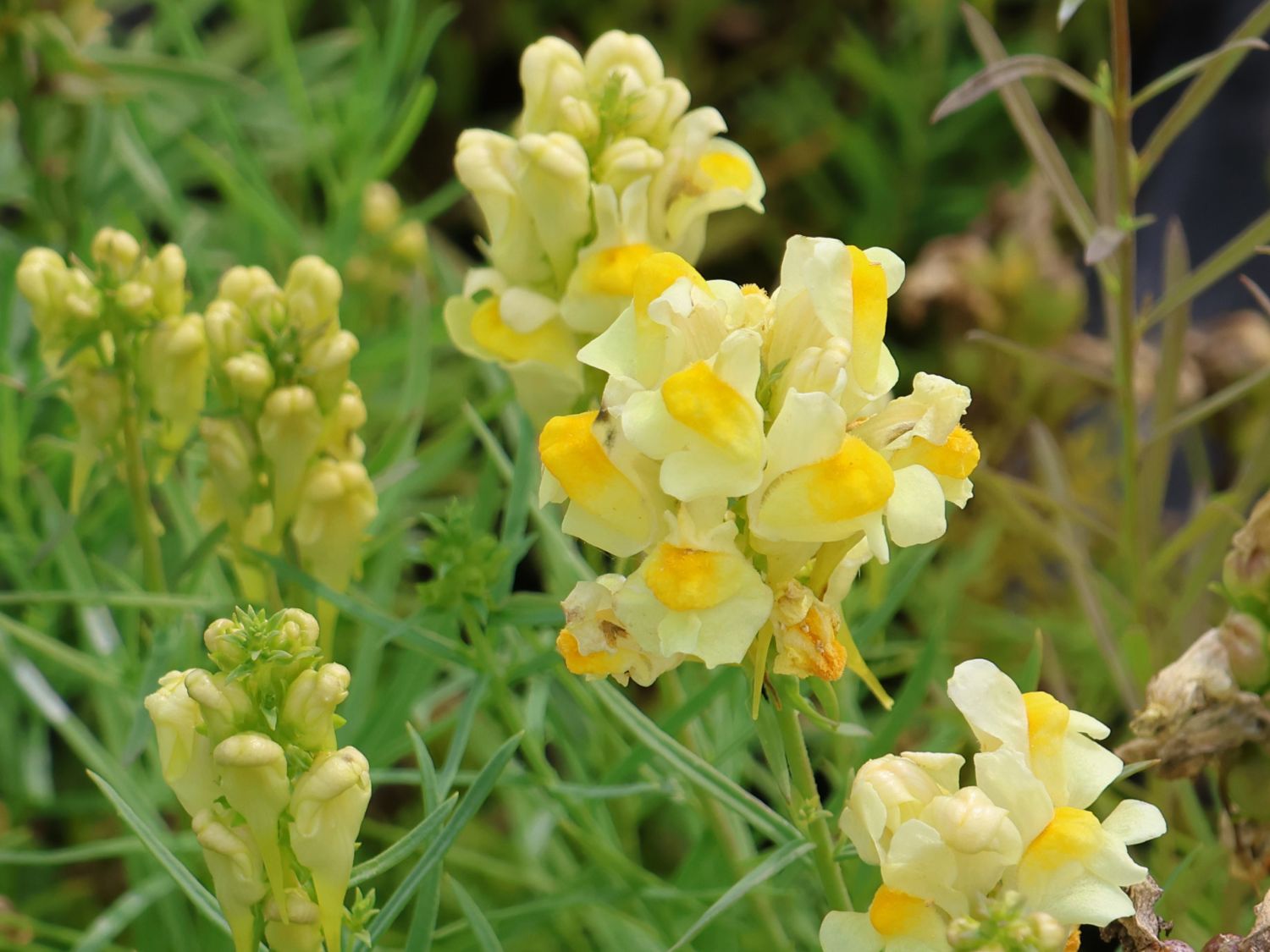 Gewöhnliches Leinkraut