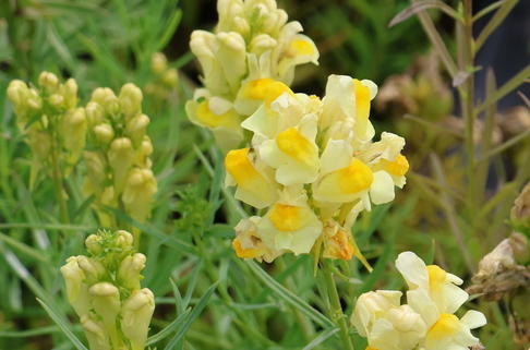 Gewöhnliches Leinkraut - Linaria vulgaris