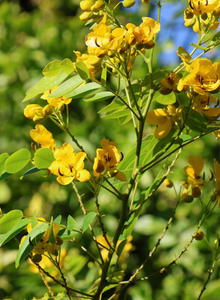 Senna (Senna)