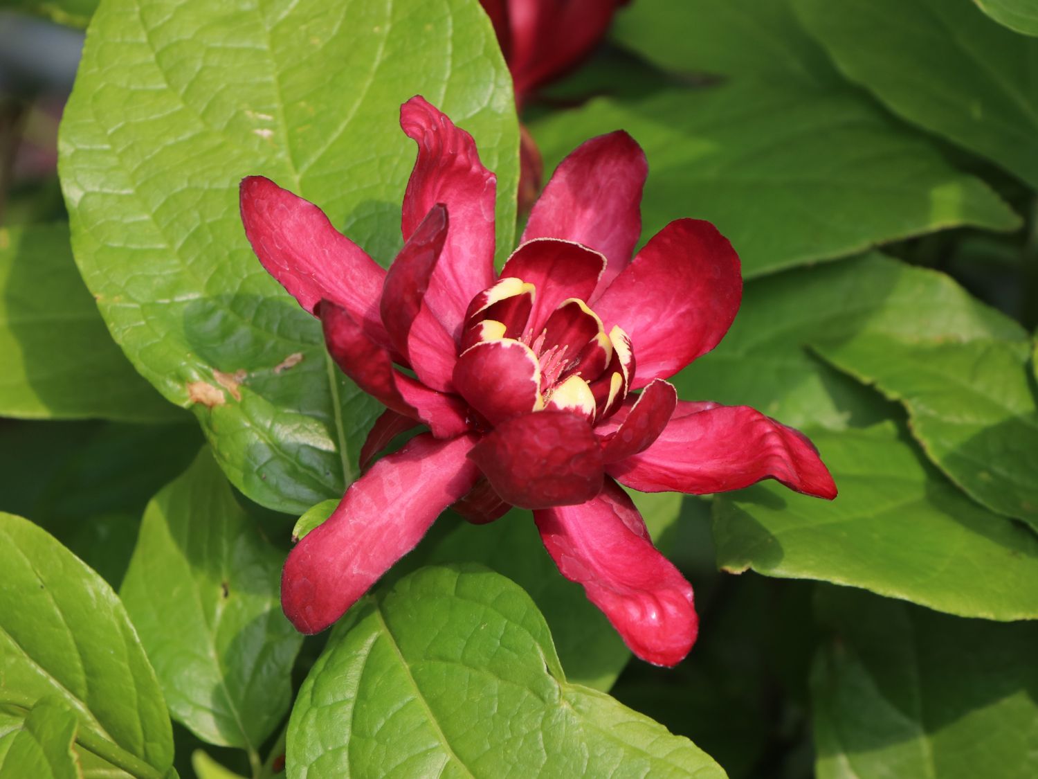 Gewürzstrauch 'Aphrodite' - Calycanthus floridus 'Aphrodite'
