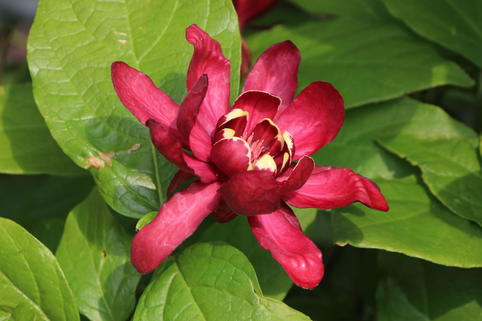 Gewürzstrauch 'Aphrodite' - Calycanthus floridus 'Aphrodite'