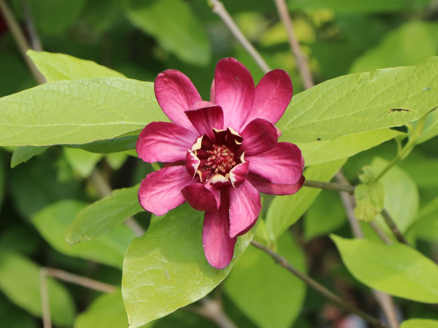 Gewürzstrauch 'Aphrodite' - Calycanthus floridus 'Aphrodite'