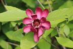Gewürzstrauch 'Aphrodite' - Calycanthus floridus 'Aphrodite'